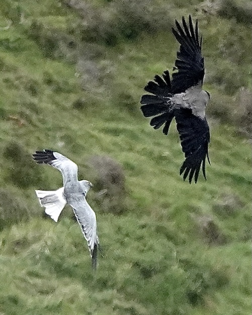 hen harrier